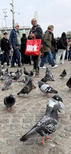 This photo captures a lively scene at Dam Square in Centrum, Amsterdam, where numerous pigeons mingle among pedestrians on the cobblestone ground